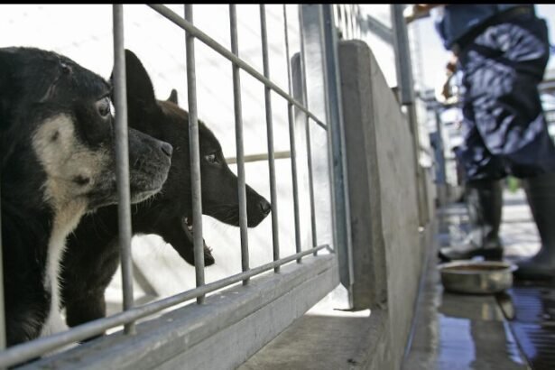 Animal shelters facing unique challenges