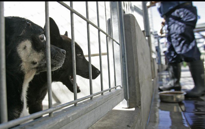 Animal shelters facing unique challenges